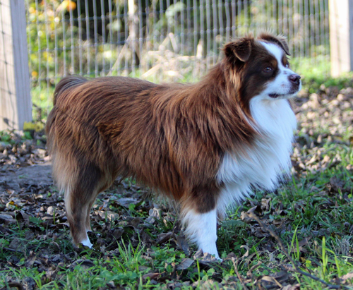 wiseachers miniature australian shepherds - lil hemi wilson