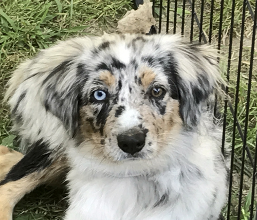 wiseachers miniature australian shepherds - wiseachers belle starr