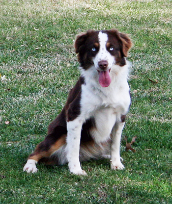 Wiseachers Miniature Aussie Lucy